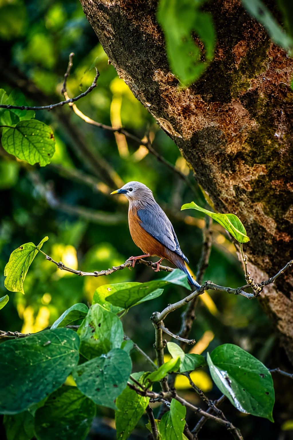 A bird resting among the green foliage near Mayong