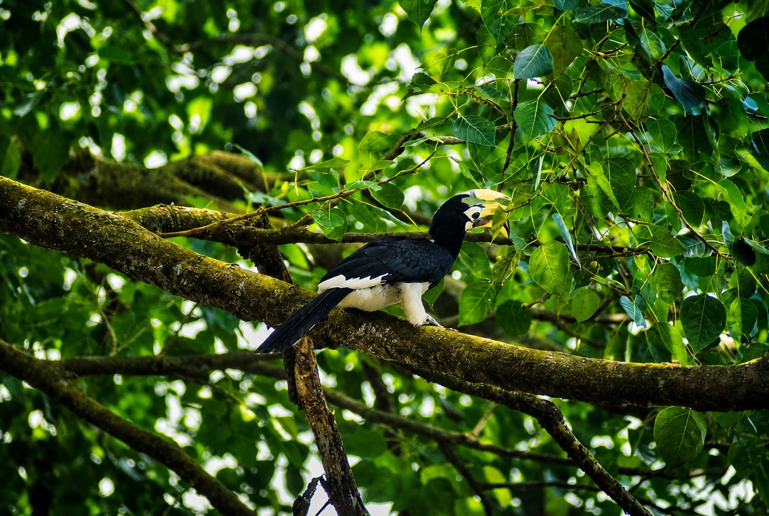 Hornbill in the greenery around Mayong